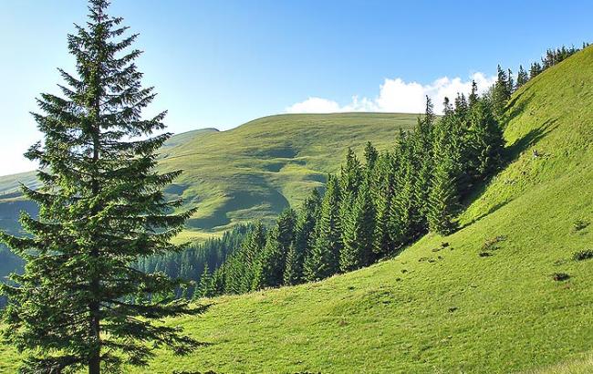 Рада запретила использование капканов и усилила борьбу с браконьерством