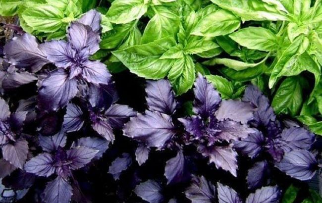 Зеленый или фиолетовый? Неожиданная правда о том, какой базилик полезнее для вашего здоровья