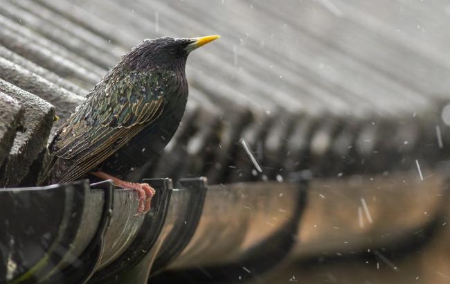 Синоптики предупреждают об ухудшении погодных условий по Украине 15 мая