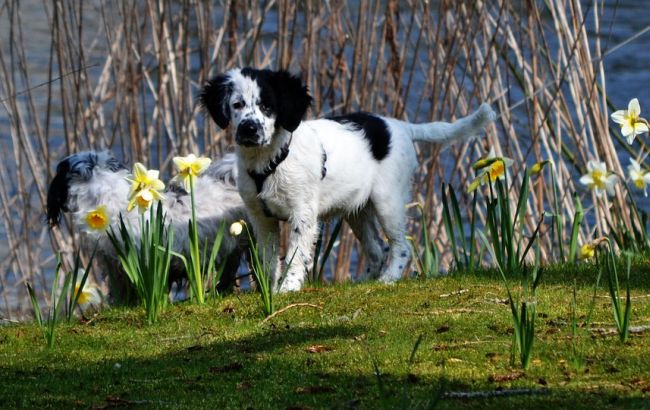 Погода на сегодня: в Украине местами дожди, температура до +24