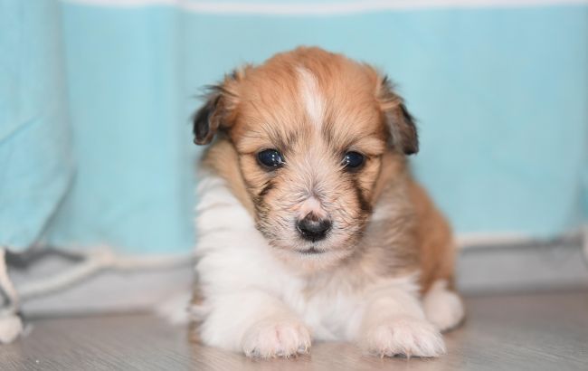 50 идеальных кличек для собаки любой породы