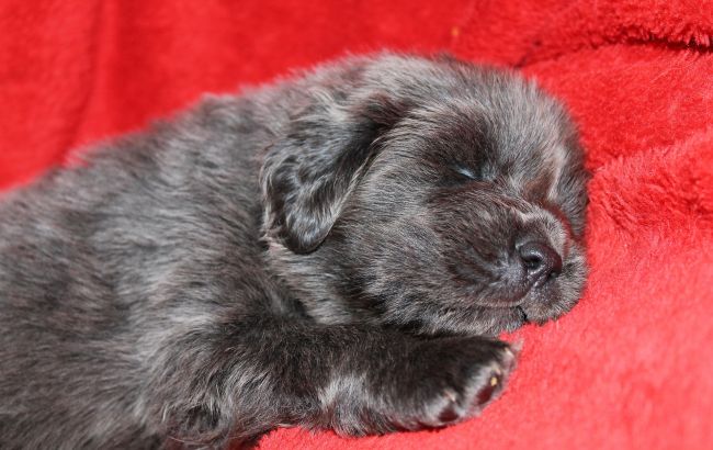 Саме так виглядають найдорожчі домашні тварини: фото, ціни, описання