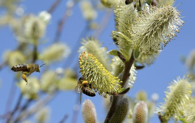 Погода на сегодня: в Украине переменная облачность, температура до +25