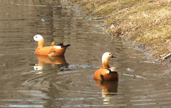 В заповеднике "Аскания-Нова" снова погибли редкие птицы