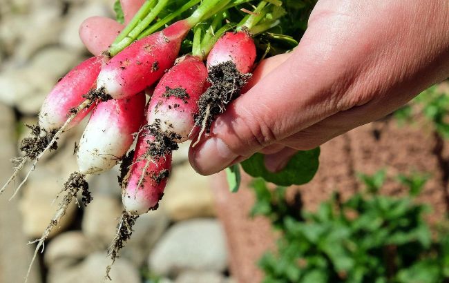 Никогда не удобряйте эти растения золой, чтобы не загубить урожай