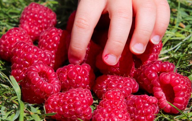 Підгодуйте малину рисом і будете здивовані результатом: інструкція