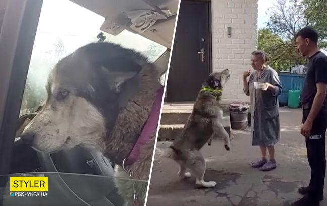 Трогательная история спасения хаски из пылающей Марьинки (видео)