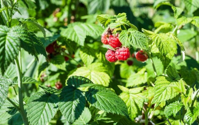 Швидко зів'яне: чим категорично не можна підживлювати малину