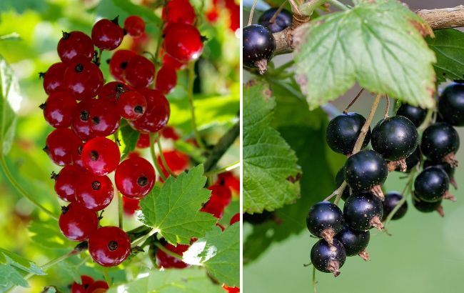 Розмножуємо смородину взимку: перевірений спосіб для гарантованого врожаю