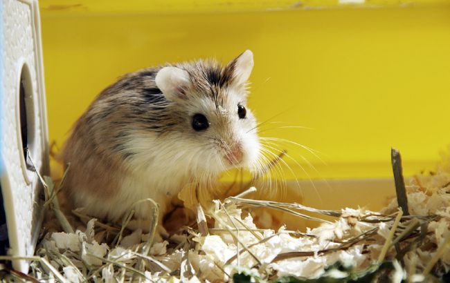 5 сигналов, что ваш хомяк несчастен: как это исправить