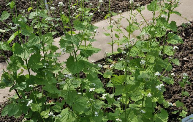 Схожа на бур'ян. Названо спецію, яка омолоджуватиме організм і вилікує від хвороб