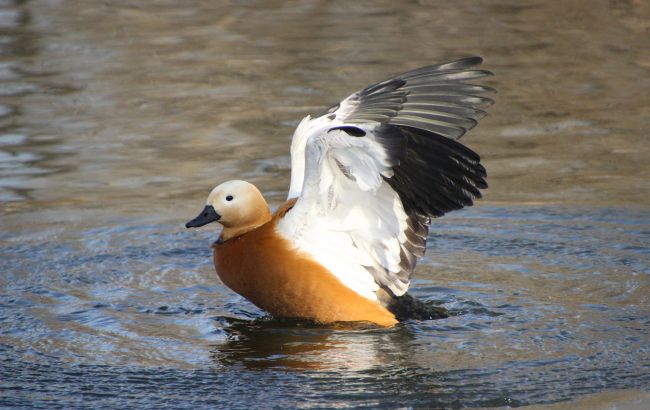 В заповеднике "Аскания-Нова" снова гибнут краснокнижные птицы