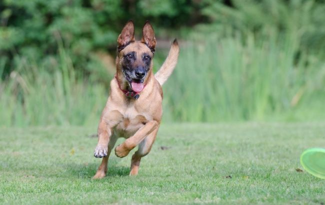 Вчені назвали найрозумнішу породу собак: вони запам'ятають команду з першого разу