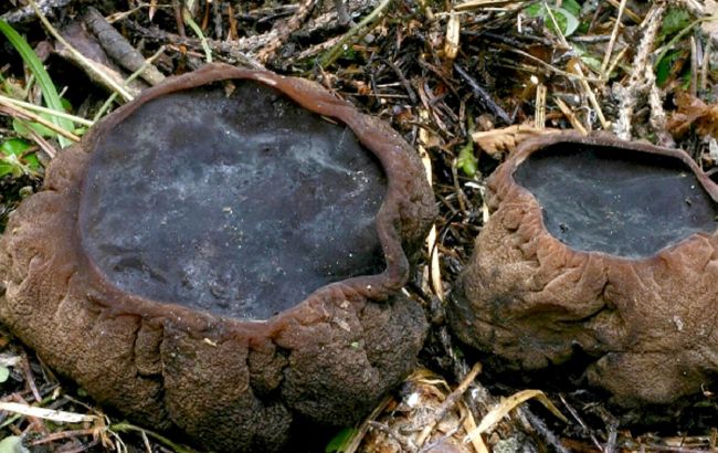 Цей незвичайний гриб лікує десятки хвороб: де його шукати вже у березні