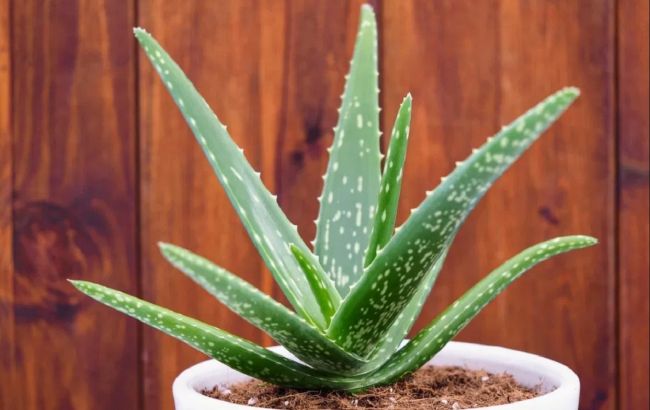 Домашній секрет молодості: ця кімнатна квітка може уповільнити процеси старіння