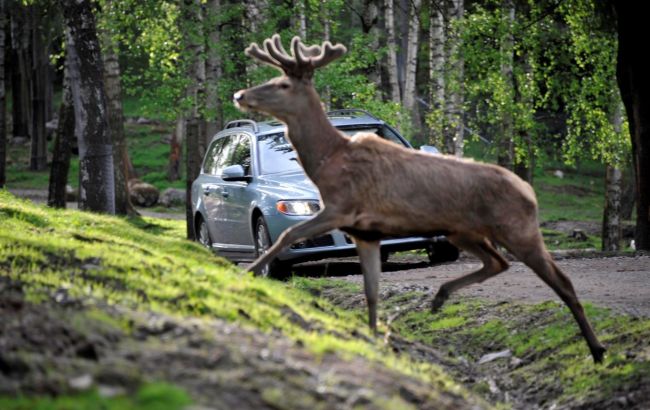 Тварина на дорозі: що робити водієві авто