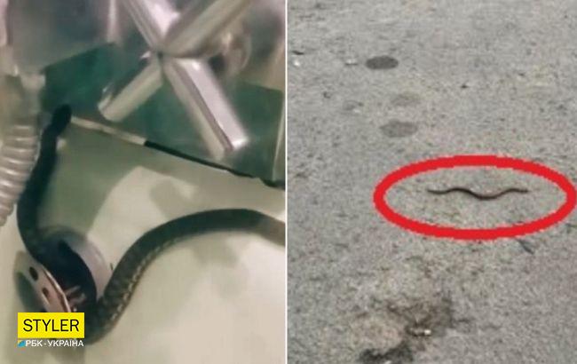 Новость о том, что жителей Ровно "терроризируют" змеи, оказалась фейком (обновлено)