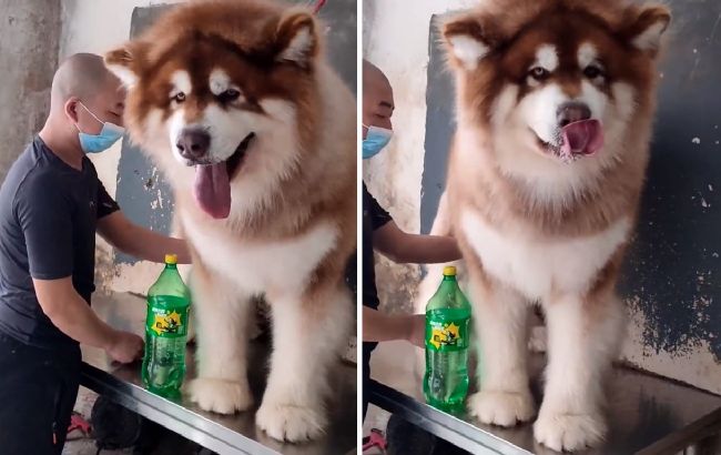 Это не может быть правдой! Видео с гигантской собакой удивляет всех