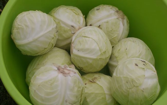 Квашеная капуста целыми головками: рецепт украинских крыживок