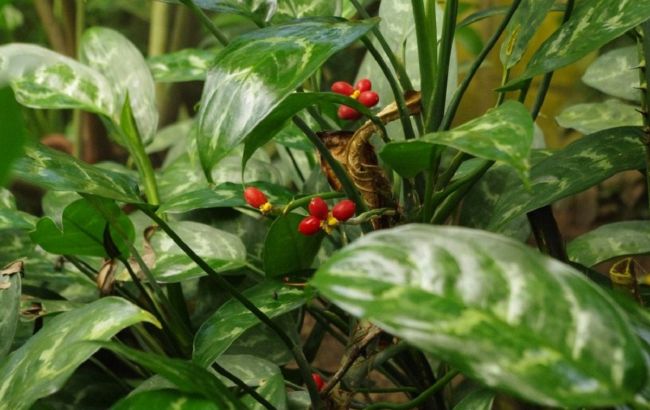 Ці кімнатні рослини небезпечні для малечі: приберіть їх з дитячої