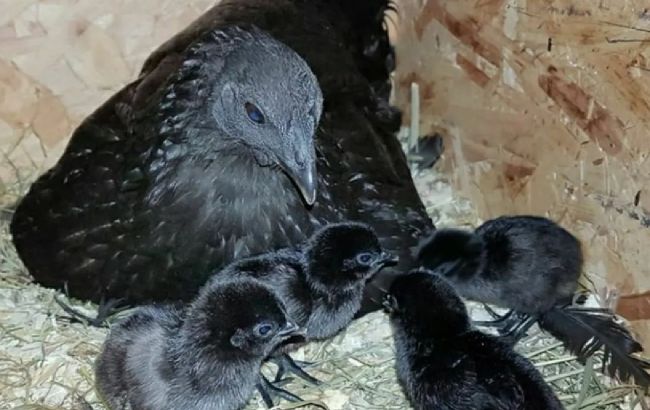 Дивіться, як виглядає чорна курка з чорним м'ясом. А якого кольору її яйця?