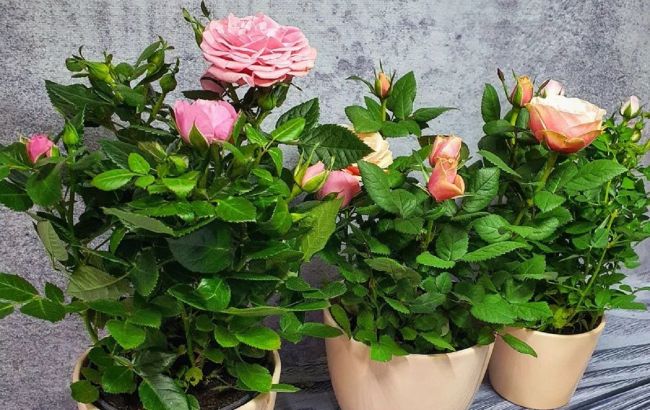 Як виростити вдома розкішну кімнатну троянду: правила догляду