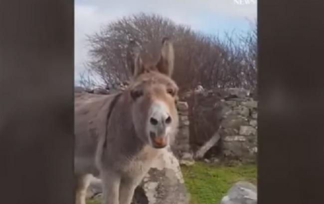 Ослица из Ирландии покорила сеть своим пением