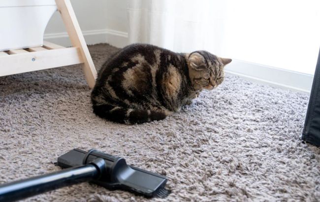 Ось чому коти насправді бояться пилососа