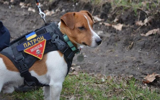 Пес Патрон потрапив до клініки: що сталося