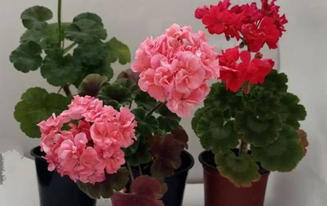 Ось чому в домі не можна тримати герань, або пеларгонію