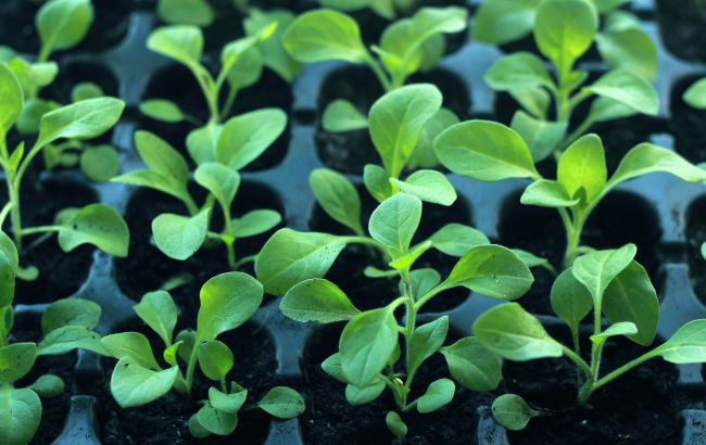 Посівний календар на березень 2023: коли суворо заборонено сіяти