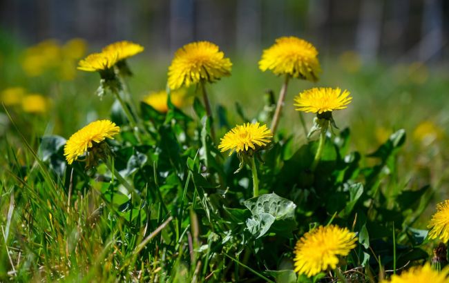 Не поспішайте виполювати цей "бур&rsquo;ян": він може врятувати весь город