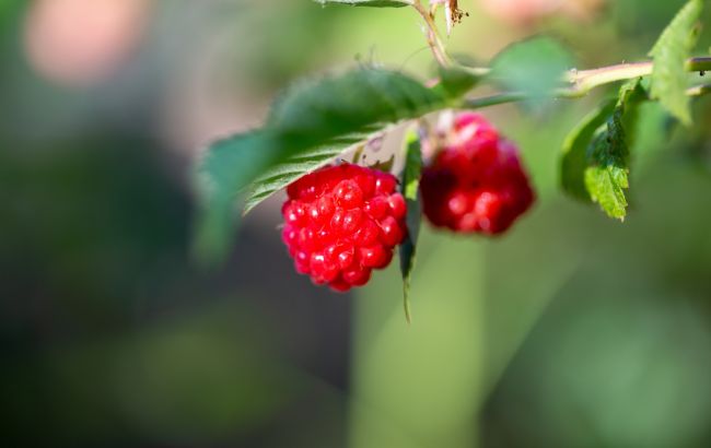 Вот что нужно сделать с кустами малины в августе, чтобы урожайность увеличилась в два раза