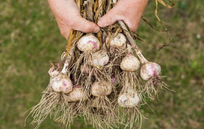 Не жовтітиме та дасть великий врожай: ось чим найкраще підживити часник
