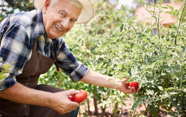 Якщо урожай не радує. 10 головних помилок на городі