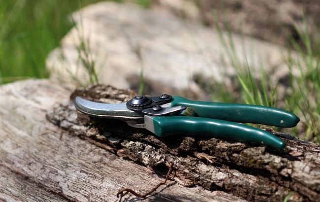 Помилки на городі і в саду, які ми допускаємо восени