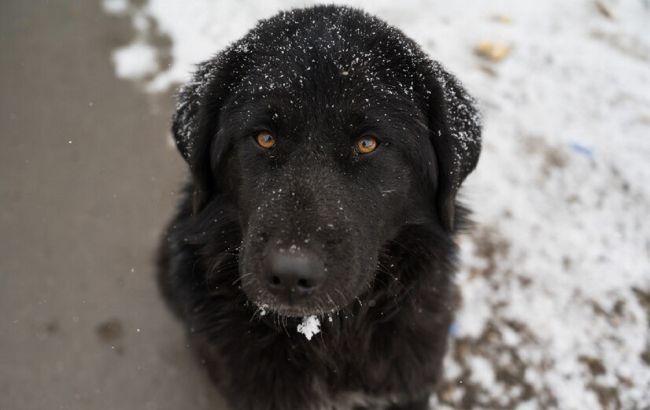 Як зрозуміти, що ваш пес мерзне на прогулянці, і не допустити обмороження лап