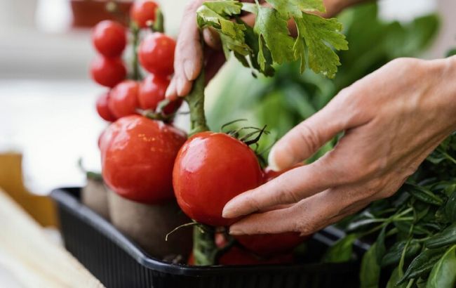 Урожай будет щедрый и вкусный. Почему помидоры лучше сажать осенью: секреты огородников