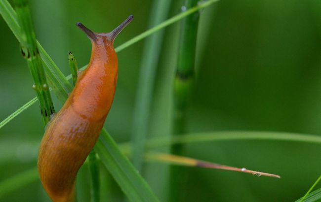 Ці ефективні способи допоможуть позбутися від слимаків в саду і городі