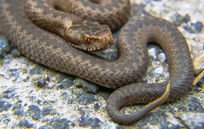 Под Львовом змеи атакуют людей прямо во дворах: две женщины - в реанимации