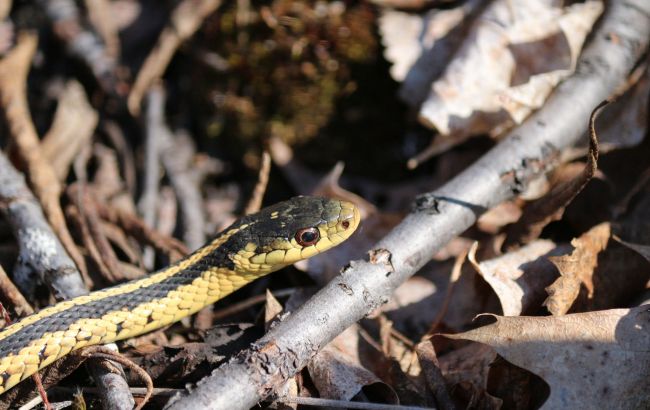 Под Ровно змея спряталась в мотоцикле, когда мужчина пошел по грибы (видео)