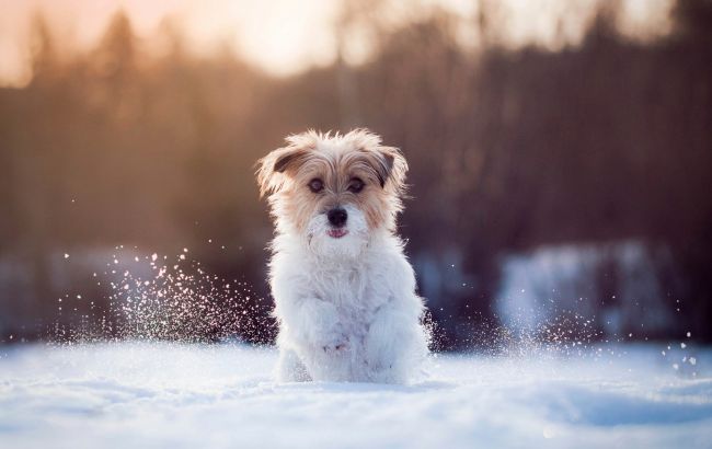 Погода на сегодня: в Украине снег, местами дожди, температура до +7