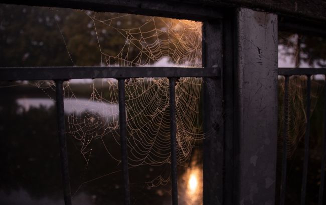 Павутина в будинку: а ви знали ці прикмети та повір'я?