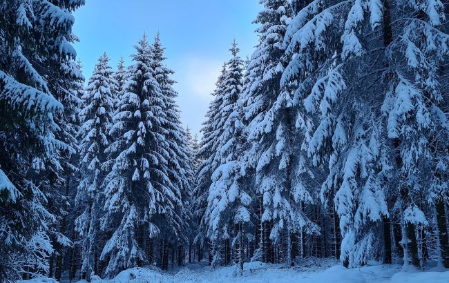 Таких фактів про ялинки ви точно не знали! Вчені пояснили, чому вони мають форму піраміди