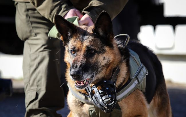 Кабмин определил опасные породы собак: список