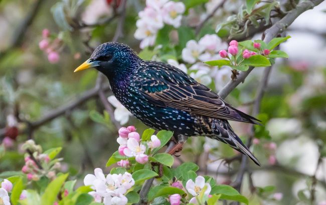 Це буде треба вже незабаром: 5 способів відлякати птахів від вишні та черешні