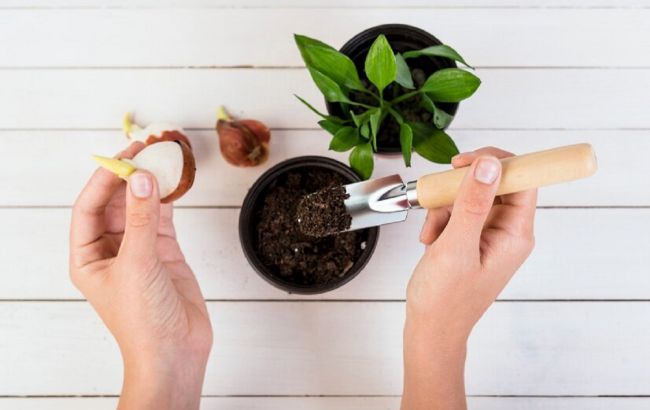 Чим підживити овочі у горщиках: 7 добрив, які збільшать родючість