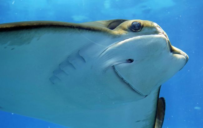 Огромный скат приплыл к людям просить о помощи: видео умилило сеть