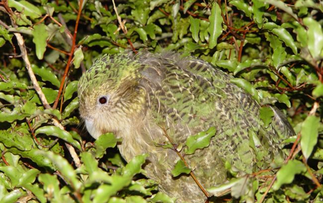 Птица-легенда, которую не видели 100 лет, вернулась. Ученые нашли целую стаю