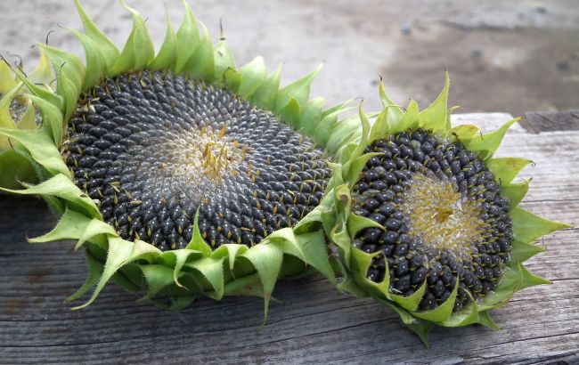 Врач рассказала, что случится с вами, если часто есть семечки